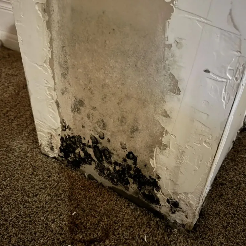 Professional Mold Removal in Bloomington, CA